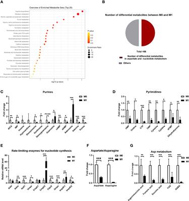 Aspartate Metabolism Facilitates IL-1β Production in Inflammatory Macrophages